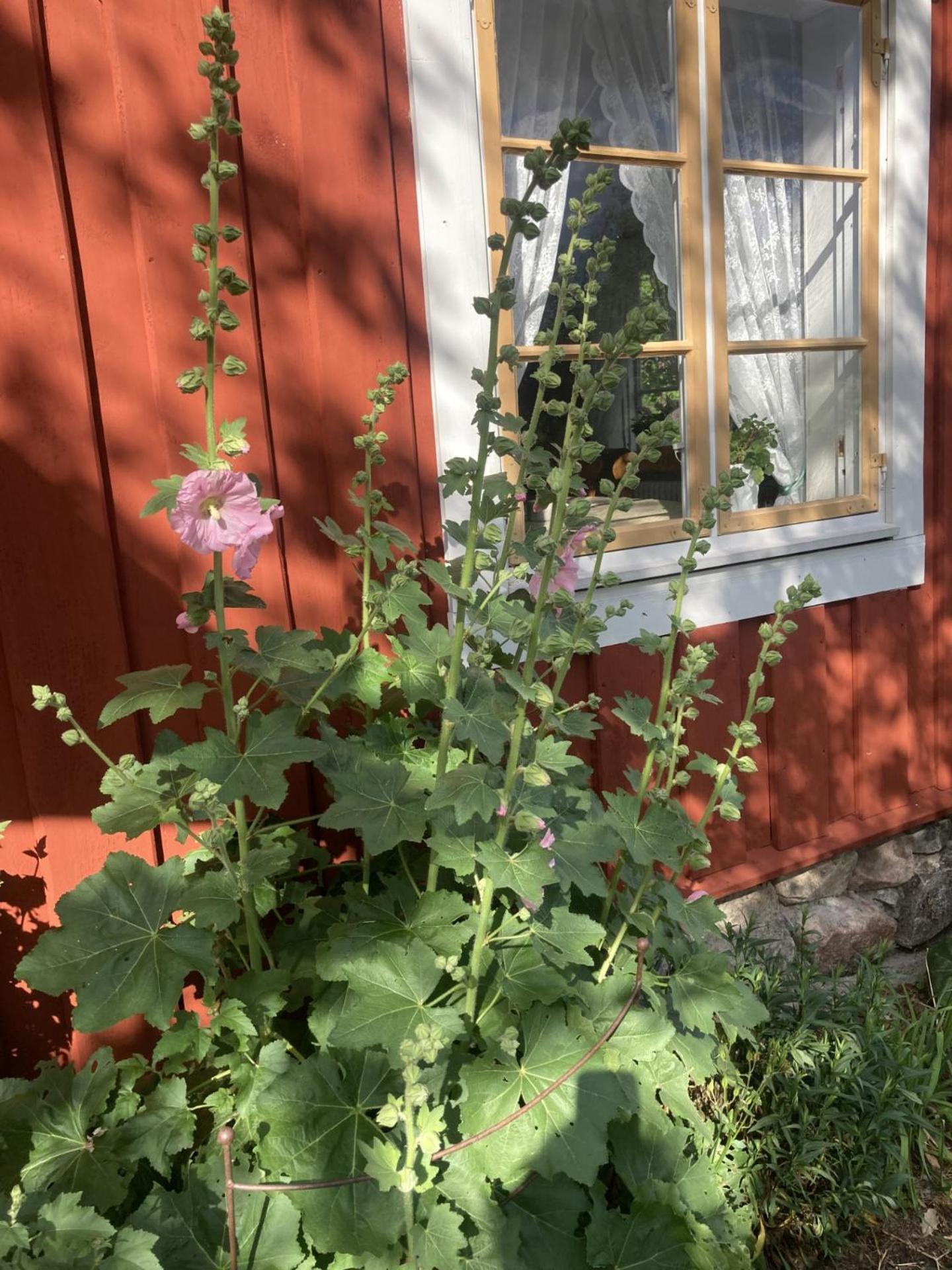 Thorstorps Gard B&B Söderköping Exteriér fotografie